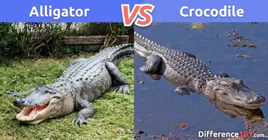 Alligator vs. Crocodile, Who Would Win?