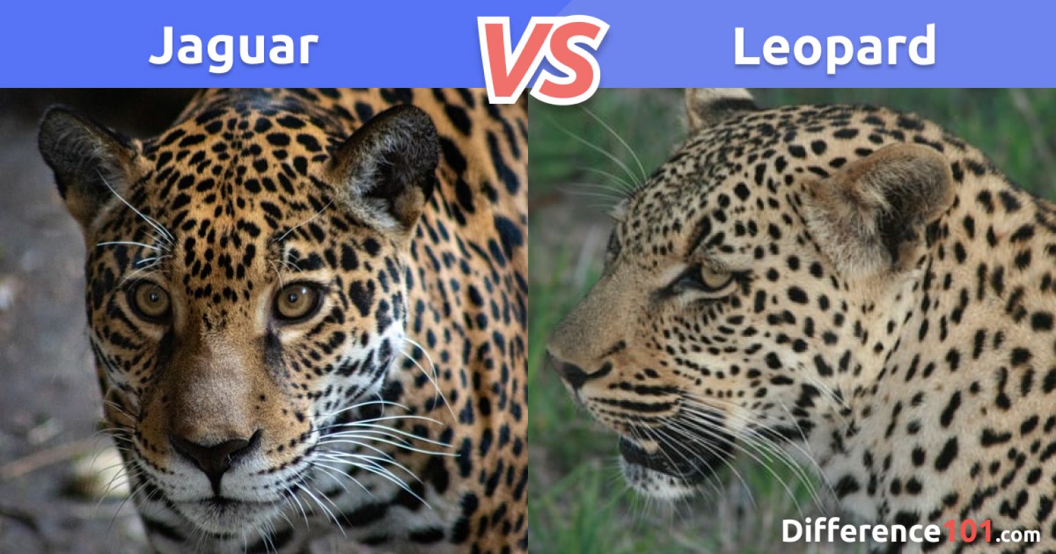 Jaguar vs. Leopard: Differences, Pros & Cons, and Which is Stronger