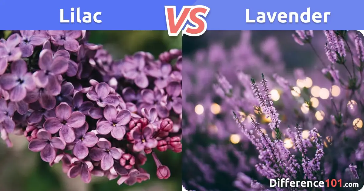 lilac-vs-lavender-differences-pros-cons-similarities-difference-101