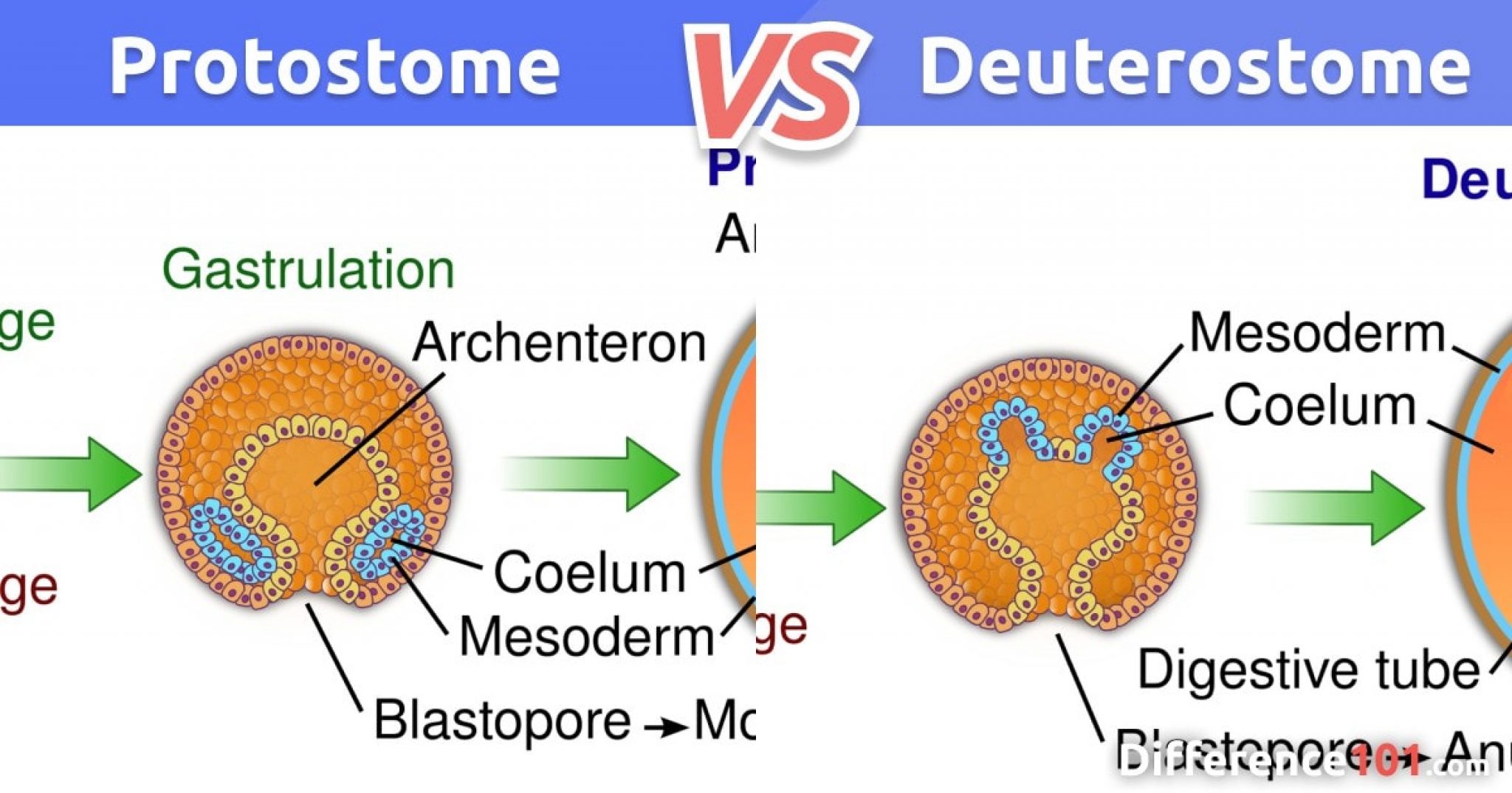 in protostomes the blastopore develops into the