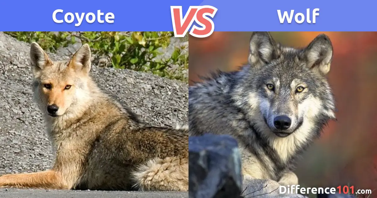 Coyote vs. Wolf: Key Differences, Pros & Cons, FAQ ~ Difference 101